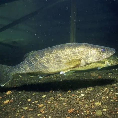 22 Lake Erie Fish Species (Updated) - Pond Informer