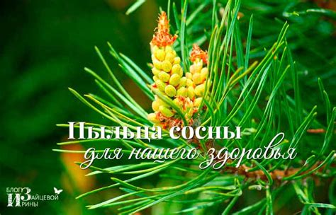 Пыльца сосны. Полезные свойства и противопоказания