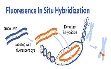 Fluorescence In Situ Hybridization Fish