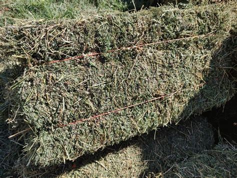 Small Square Alfalfa Bales Nex Tech Classifieds