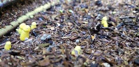 My Wife Is Growing A Dildo Farm In The Backyard O T Lounge