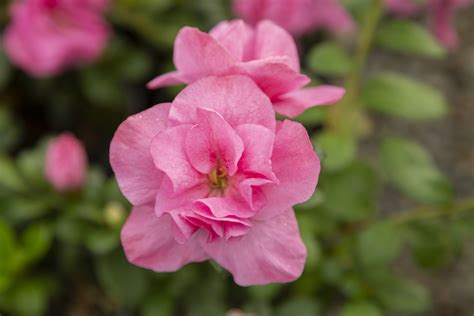 Azalea Lucy – Kilmarnock Nurseries