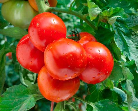 Томат торнадо: описание сорта, его выращивание и урожайность с фото
