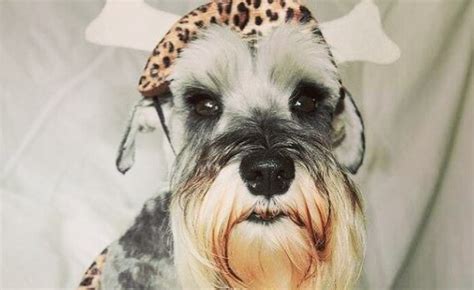 15 Funny Pictures Proving That Schnauzers Are Always Ready For