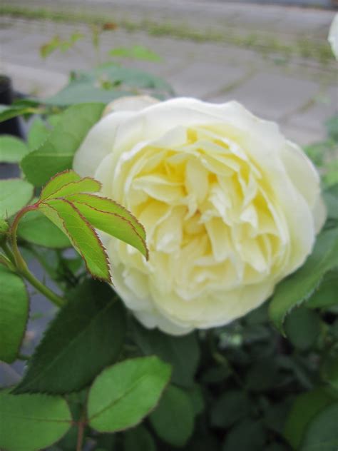 Rosa Vanessa Bell ® - Strauchrose Vanessa Bell