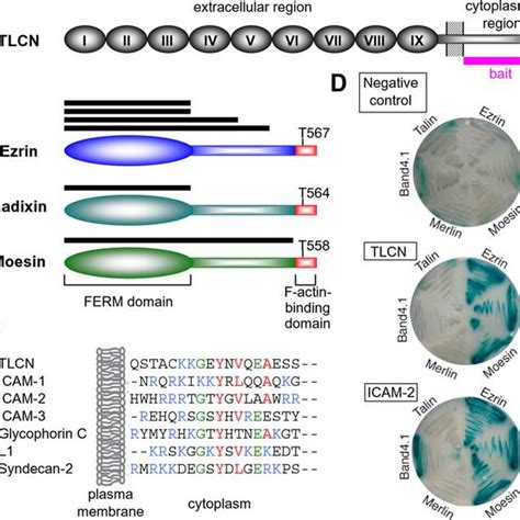 Constitutively Active Ezrin Enhances Dendritic Filopodia Formation