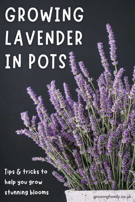 How To Plant Lavender In Pots And Containers Step By Step Guide