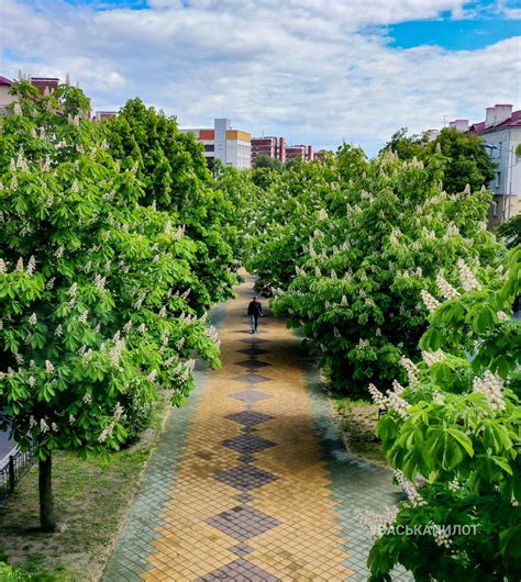 Зеленый майский Брест после дождя. Яркие фото!