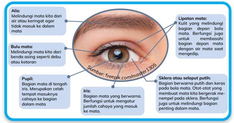 Mata Dan Fungsinya Ilmu Umum Nbkomputer