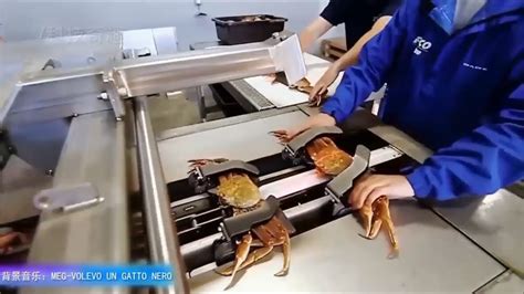 как делают крабовое мясо прикольное видео спроизводства - YouTube