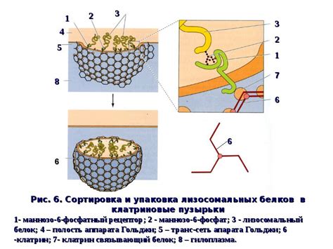 Гиалоплазма - презентация, доклад, проект скачать