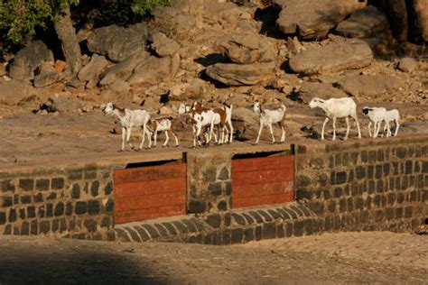 270+ Burkina Faso Wildlife Stock Photos, Pictures & Royalty-Free Images ...