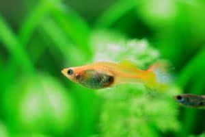 Can Guppies Live Alone A Guide To Suitable Tank Mates