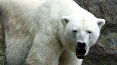 ‘Pizzly bears’: Climate change to thank for grizzly-polar bear hybrid ...