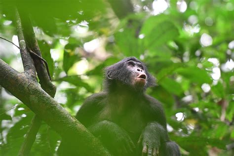 Turns Out Bonobos ‘talk A Lot Like Humans — Harvard Gazette