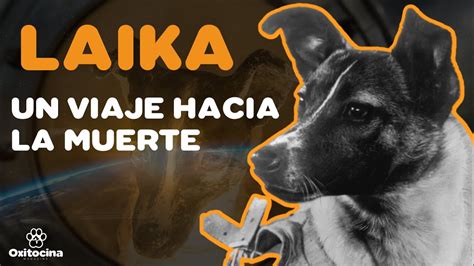 La Triste Historia De Laika El Primer Ser Vivo En El Espacio Youtube