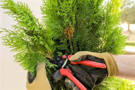 How to Prune Arborvitae Seasonally for Height Control