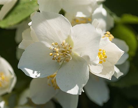 Ясмин цветок - 77 фото