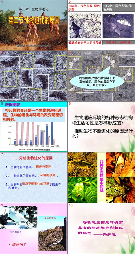 《生物进化的原因》生物的进化ppt课件4 人教版八年级生物下册 免费ppt模版下载 道格办公共享平台