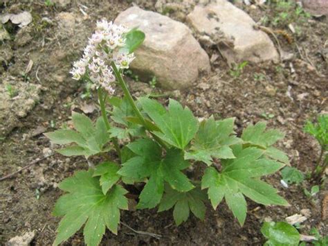 Мукдения (Кленолистник) Карасуба – Mukdenia rossi Karasuba