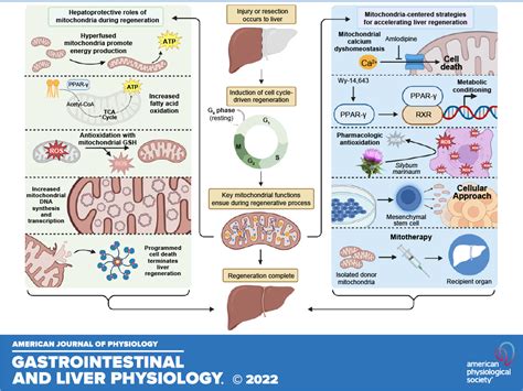 Key Hepatoprotective Roles Of Mitochondria In Liver Regeneration