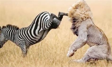 Most Amazing Wild Animals Attacks Wild Animal Fights Caught On Camera