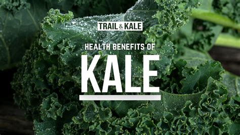 8 Health Benefits Of Kale PLUS Nutrition Facts, Recipe Ideas