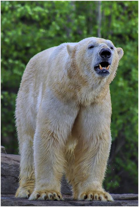 Bear Icebear Gigantic - Free photo on Pixabay - Pixabay