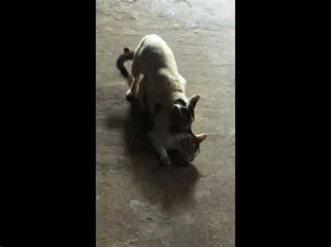 Cat Sex Youtube