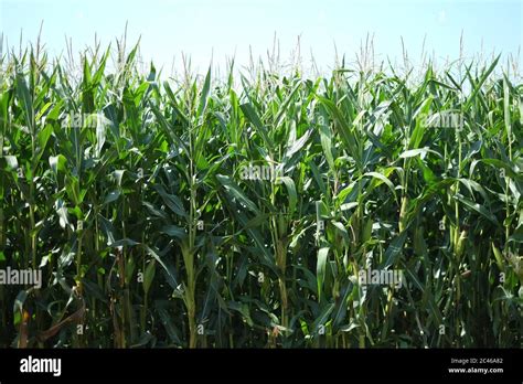 Corn Field In Yorkshire Uk Stock Photo Alamy