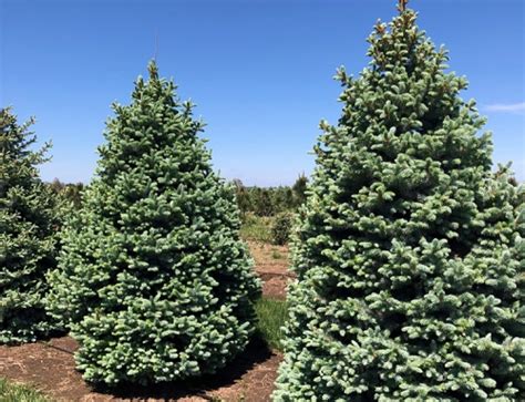 Columnar Norway Spruce Picea Abies ‘cupressina Kaspar Nursery