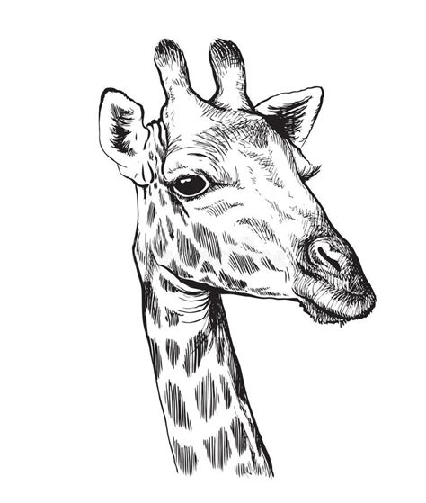 Giraffe Head Drawing