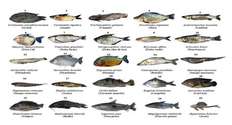 Portal UFS Estudo da UFS analisa contaminação por mercúrio em peixes