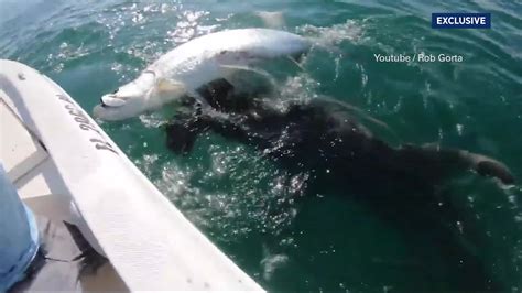 Hammerhead Shark Feeding