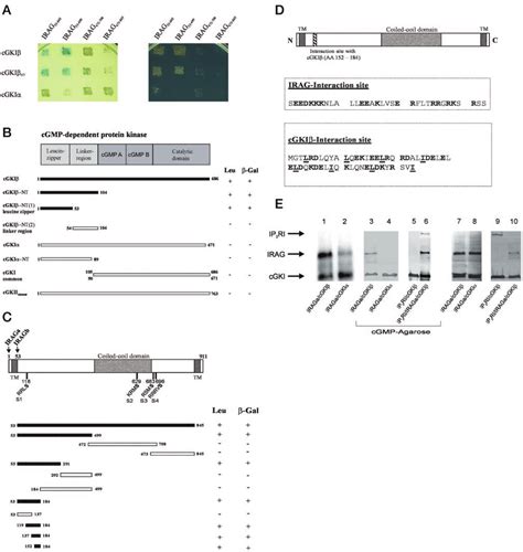 Interaction Of Irag With Cgki Cgki And Cgkii In Yeast A The Egy48