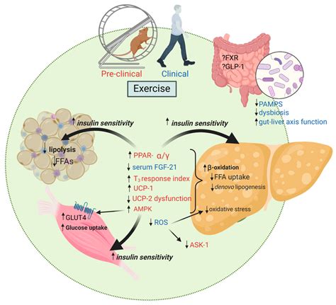 Exercise Training Favorably Impacts Multiple Mechanisms Of Action