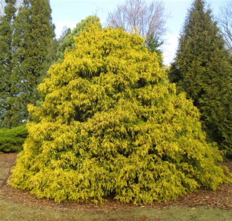 Кипарисовик Аурэа купить во Владимире в питомнике с доставкой