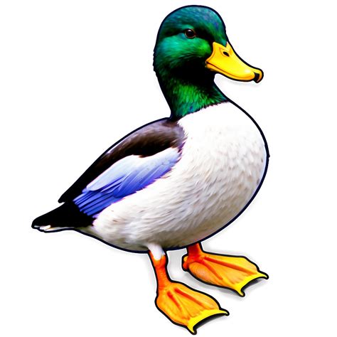 Mallard Duck Png Images 100