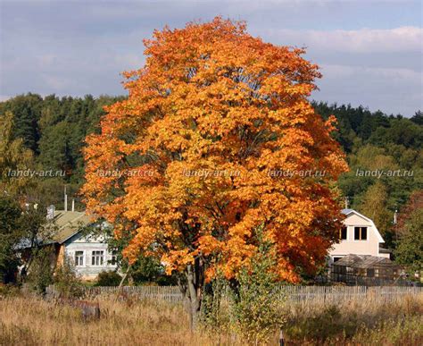 Клен остролистный - Лиственные деревья и кустарники - Каталог растений ...