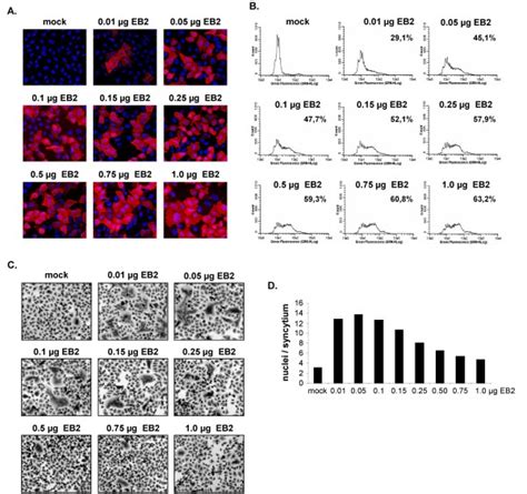 Eb2 Surface Expression And Niv Glycoprotein Mediated Cell To Cell Download Scientific Diagram