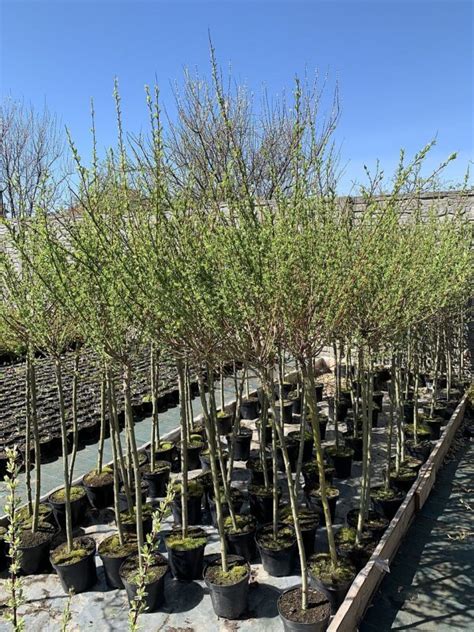 Ива японская Хакуро Нишики