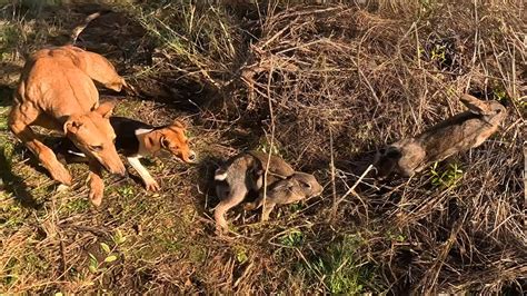 Cacería de conejos y Liebre en Requínoa 2024 Feliz Dia del Padre