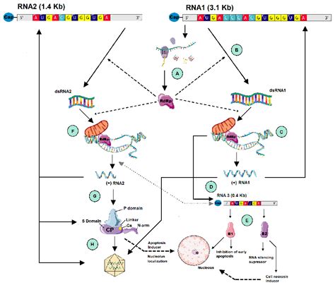 Pathogens Free Full Text Betanodavirus And Ver Disease A Year