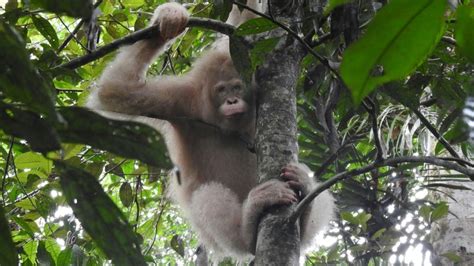 World's First Albino Orangutan Spotted in Borneo Rainforest | Breaking Asia