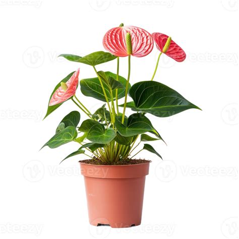 Anthurium Plant Front View Isolate On Transparency Background 50593637 Png