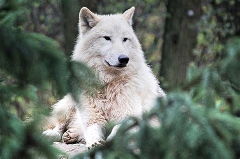 real examples  carnivores  pictures wildlife informer