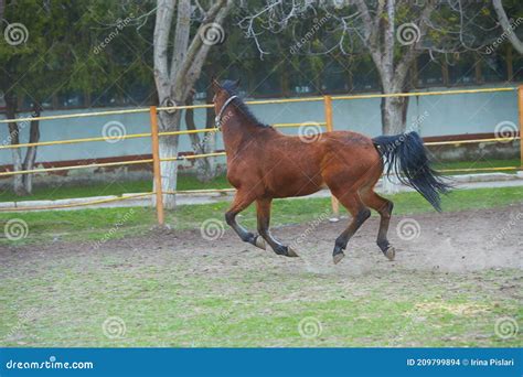 Arabian Horse Training at Farm, Image with Motion Effect Stock Photo ...