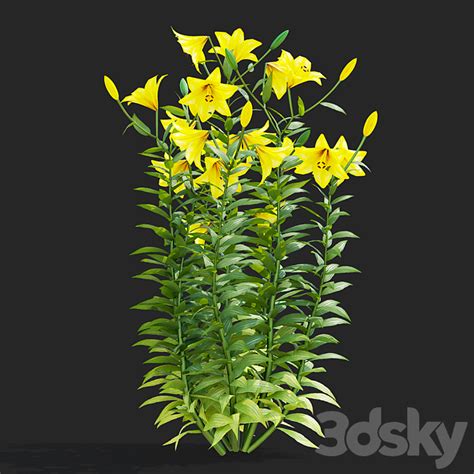 Lily flowers | Lilium 5 colors - Outdoor - 3D model