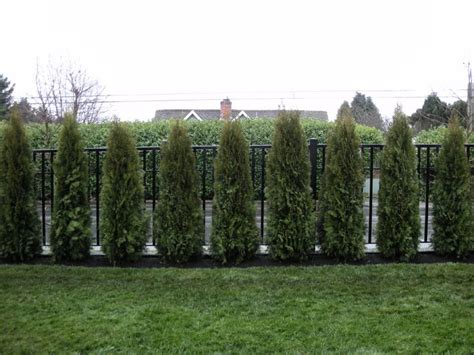 Cedar Hedge 6 Arborvitae Landscaping Landscaping Along Fence Modern