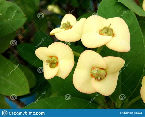 Ramo Amarillo De La Flor De Milii Del Euforbio Espina De Cristo